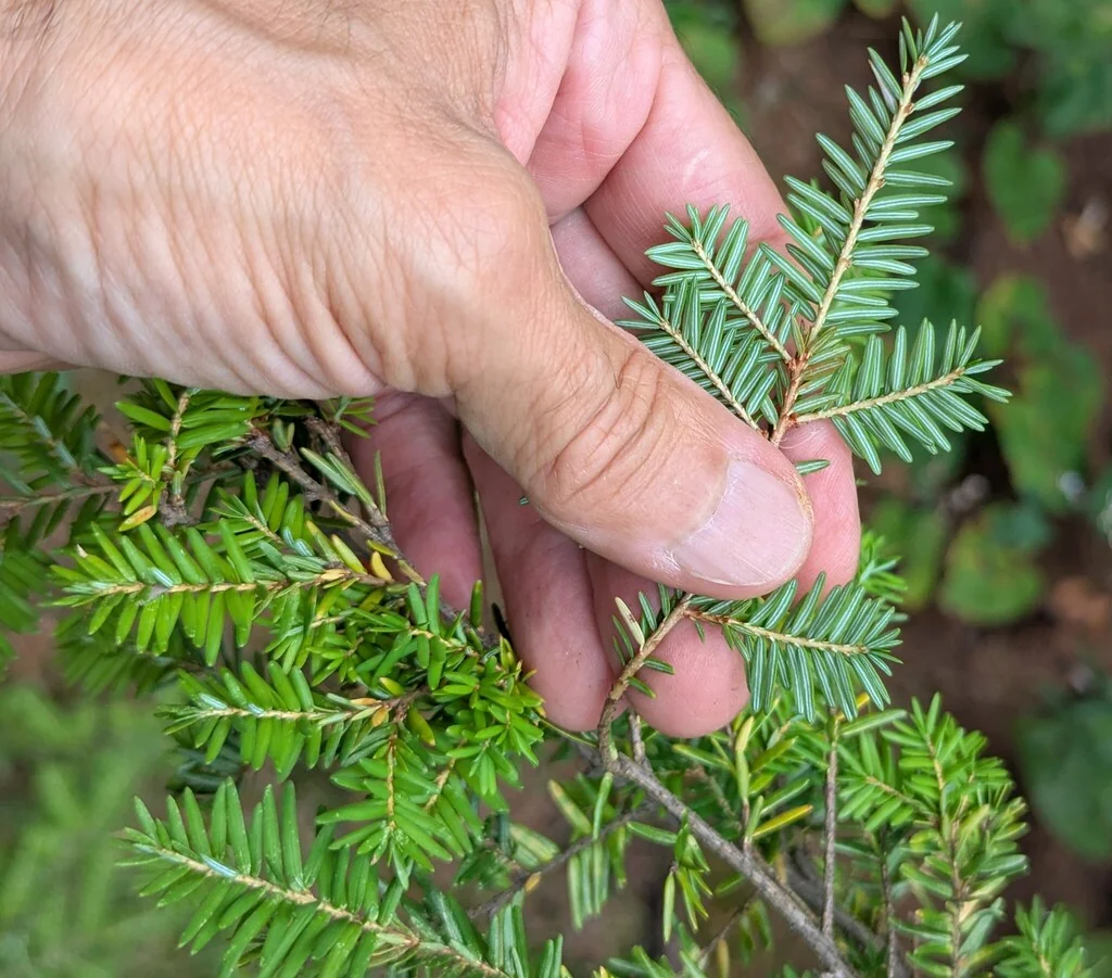Tsuga Canadensis