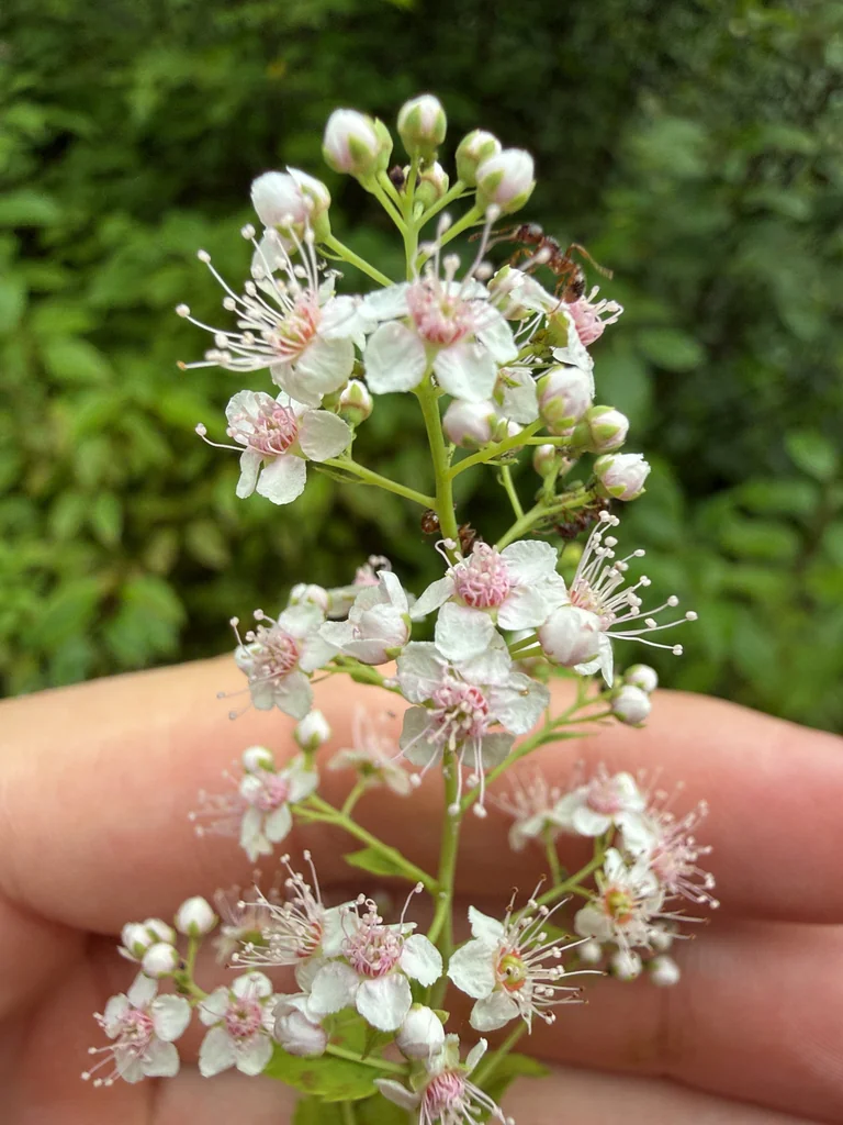 Spiraea Alba