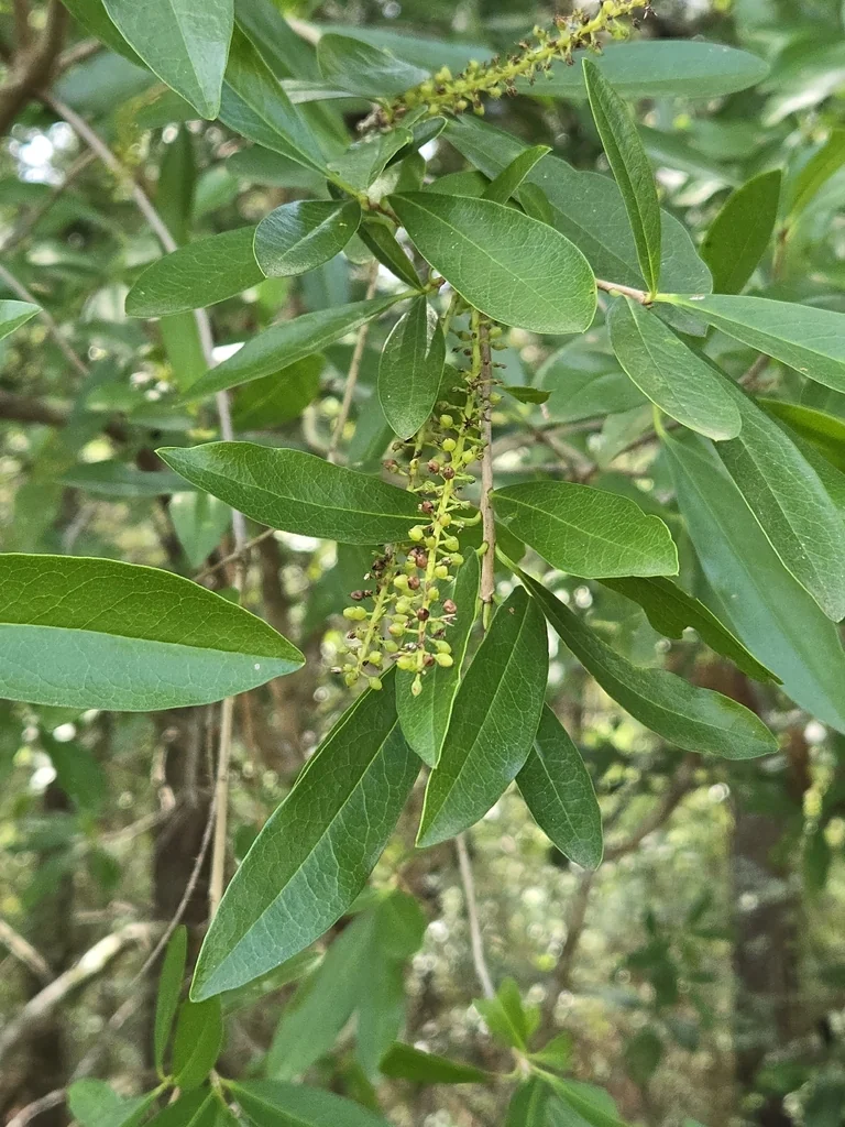 Cyrilla Racemiflora