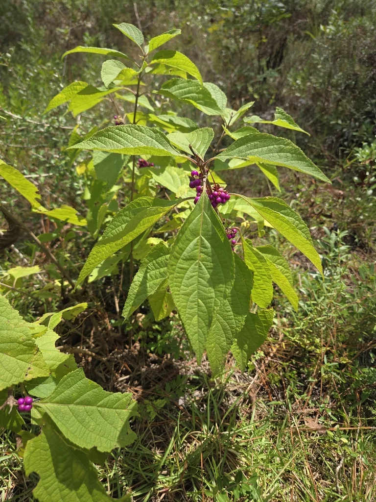 Callicarpa Americana