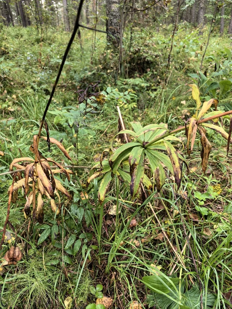 Lilium Martagon