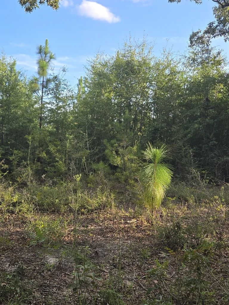 Pinus Palustris