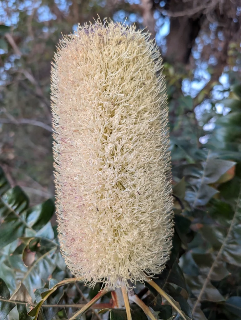 Banksia Grandis