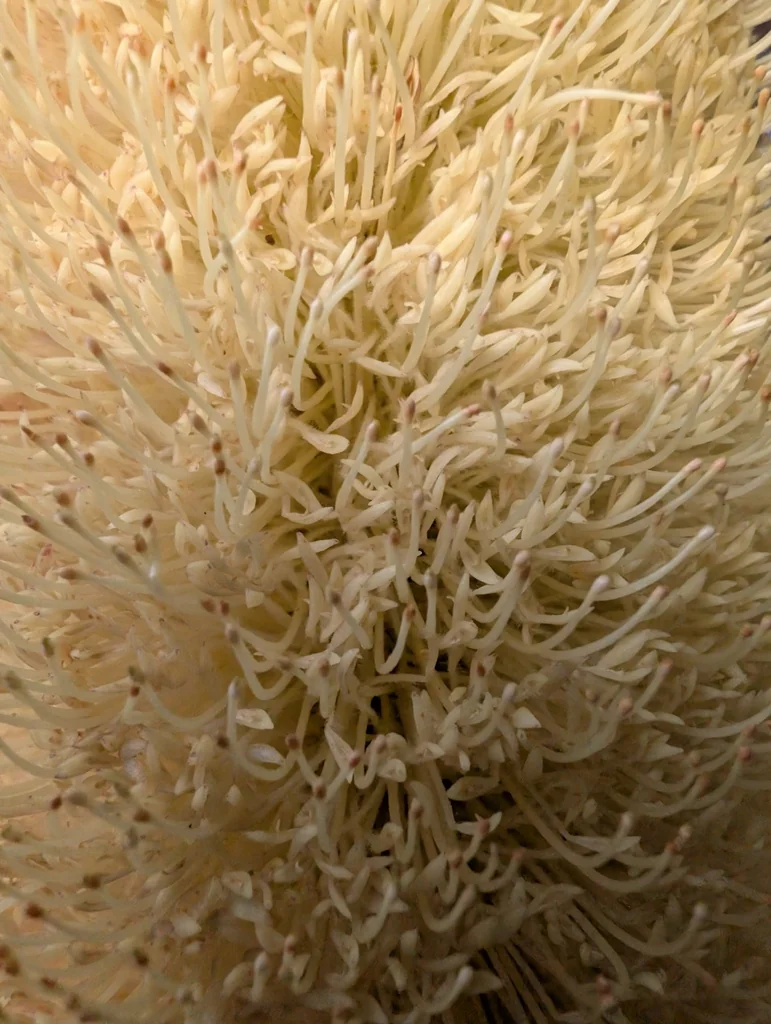 Banksia Grandis