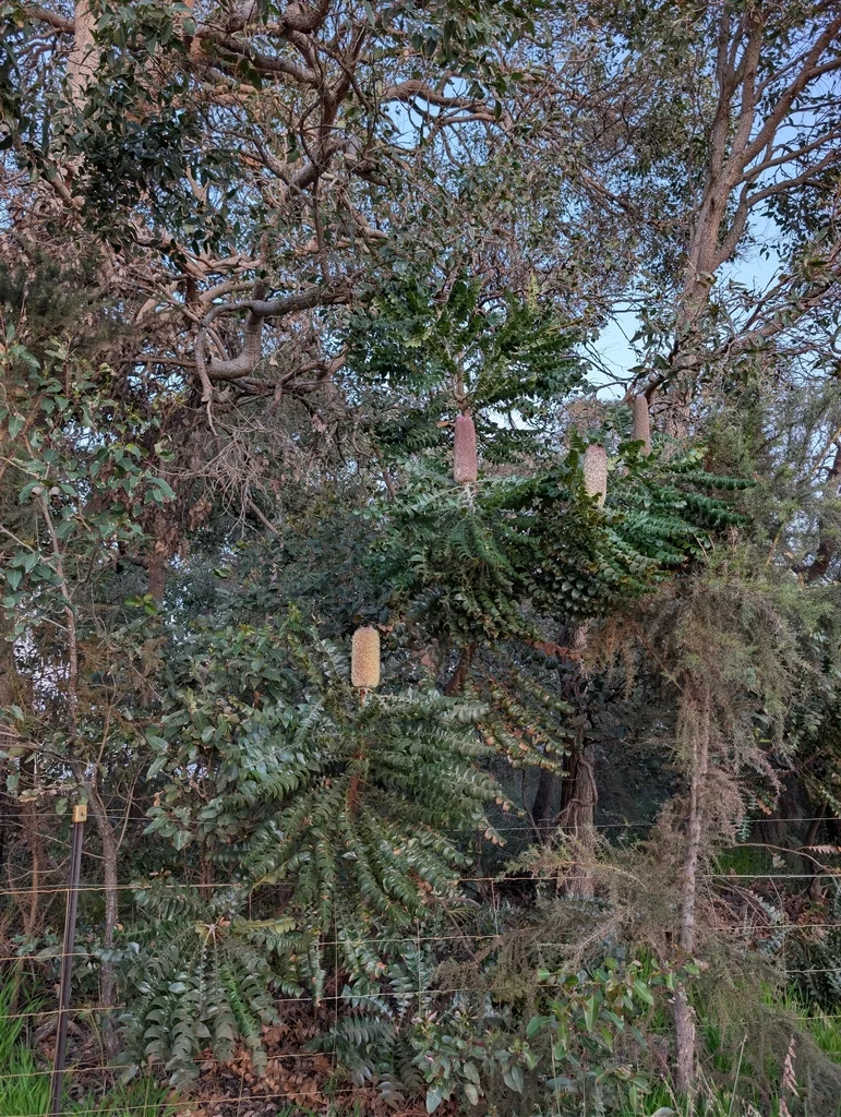 Banksia Grandis