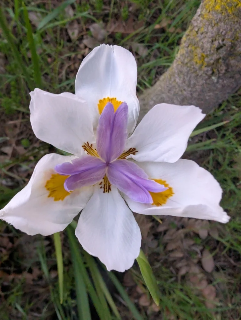 Dietes Grandiflora