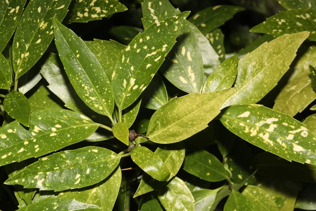 Aucuba Japonica