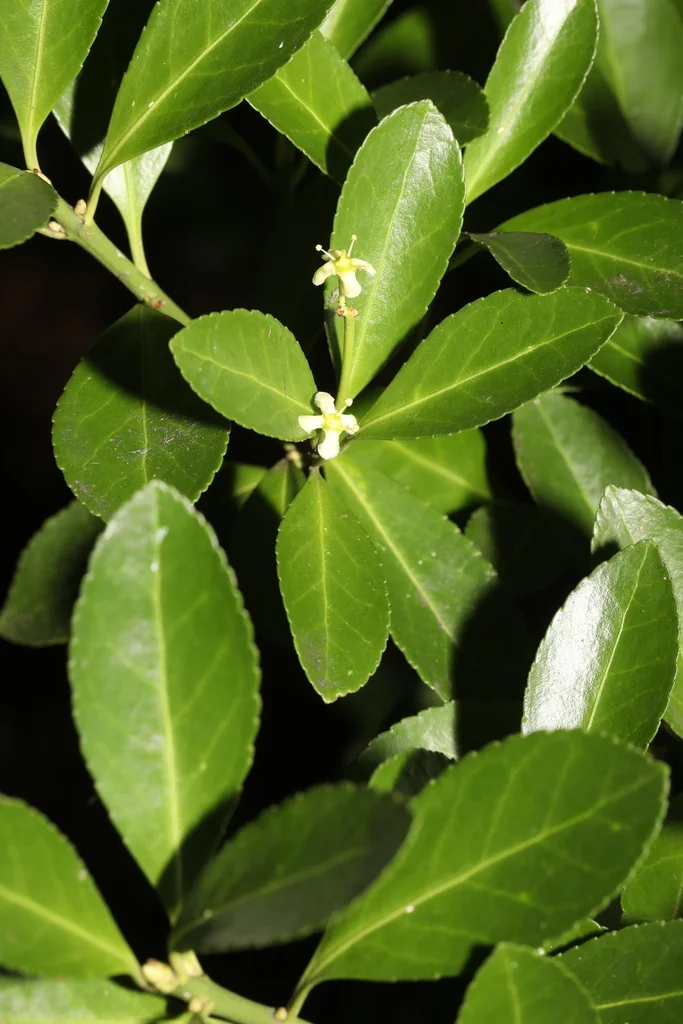 Euonymus Japonicus