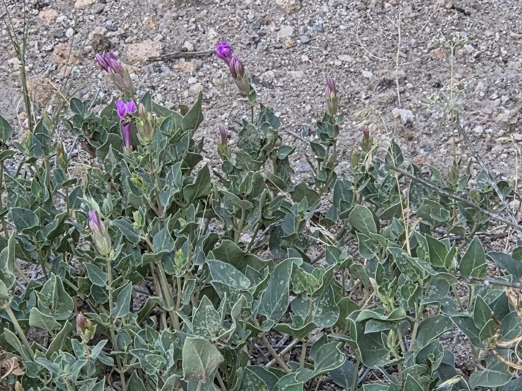 Mirabilis Multiflora