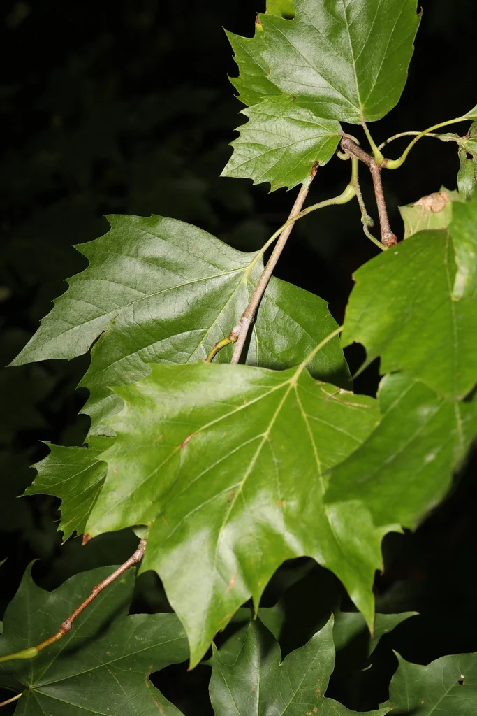 Platanus X Hispanica