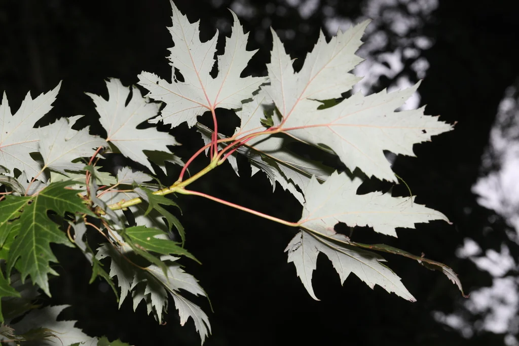 Acer Saccharinum