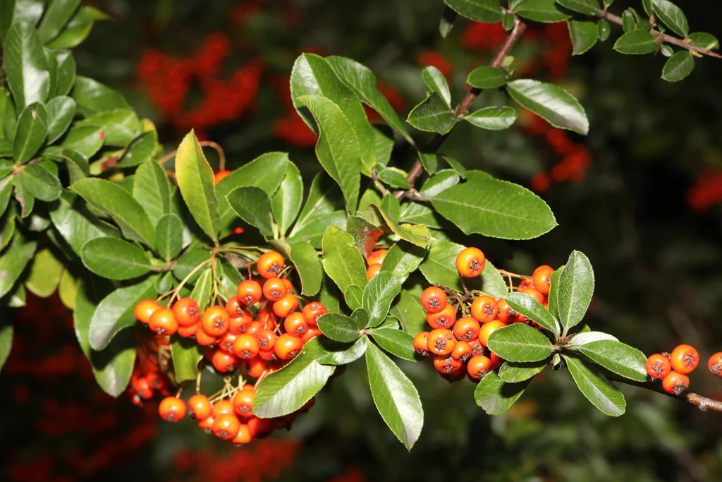 Pyracantha Coccinea