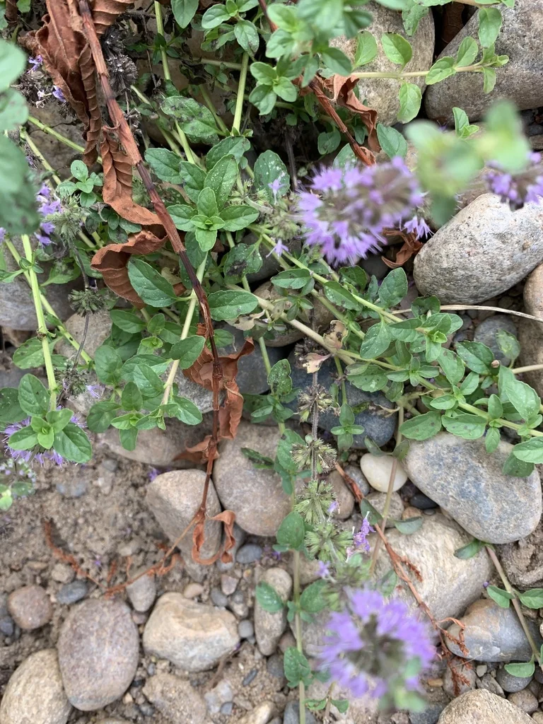 Mentha Pulegium
