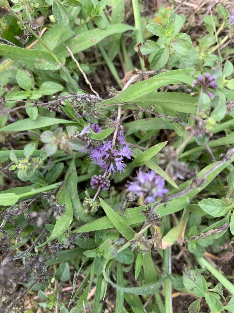 Mentha Pulegium