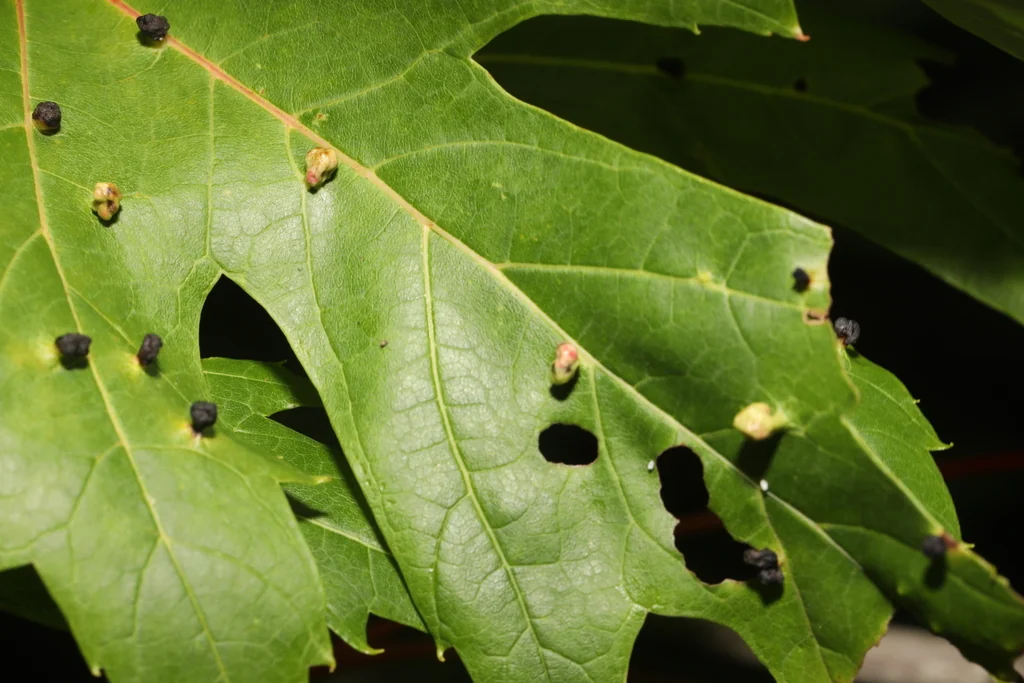 Acer Saccharinum