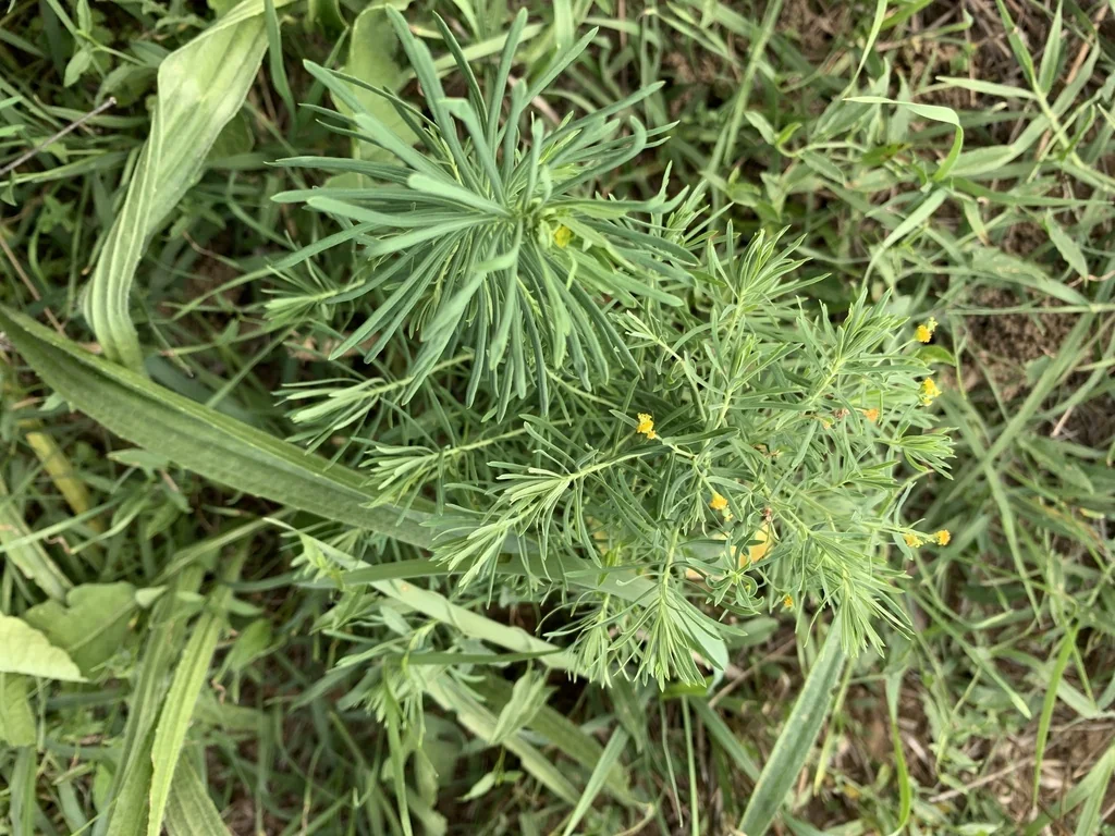 Euphorbia Cyparissias