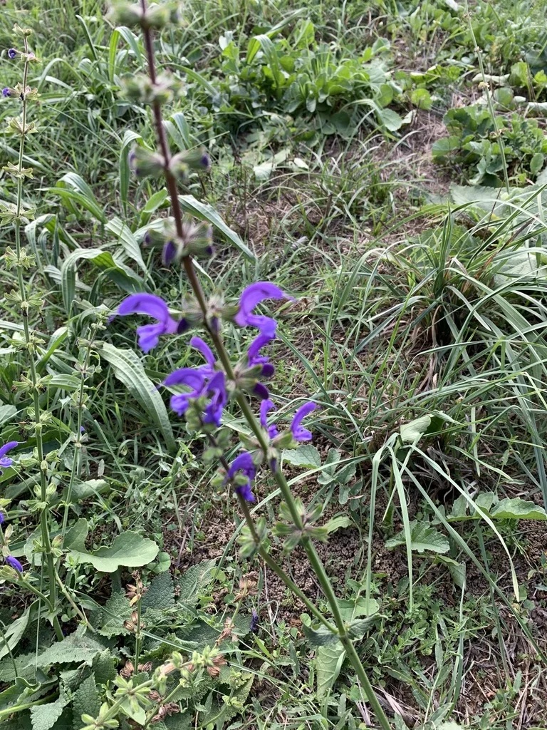 Salvia Pratensis