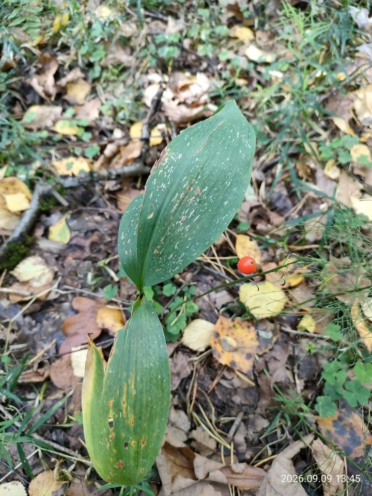 Convallaria Majalis