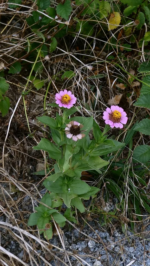 Zinnia Elegans