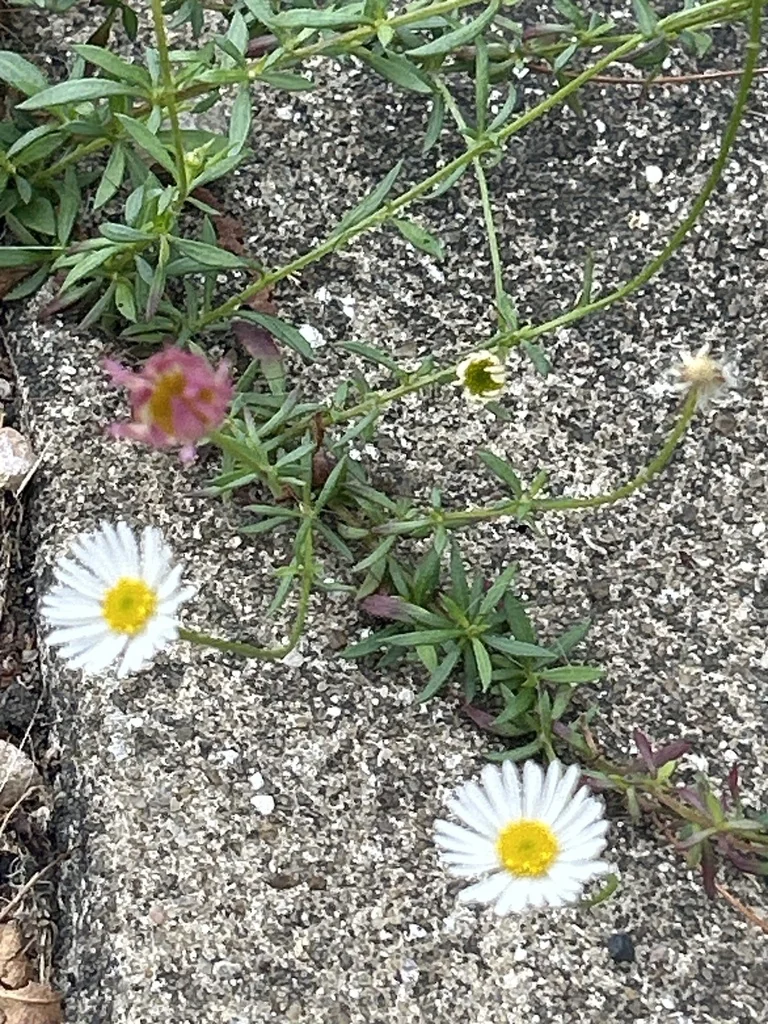 Erigeron Karvinskianus