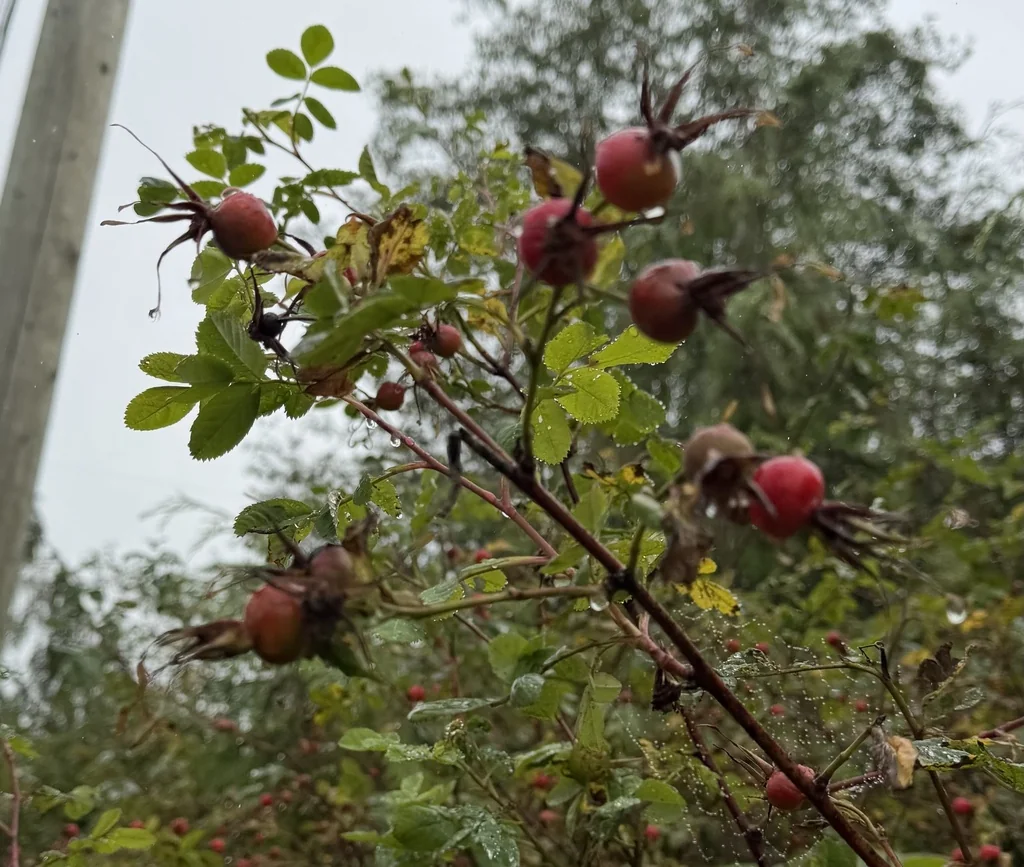 Rosa Nutkana