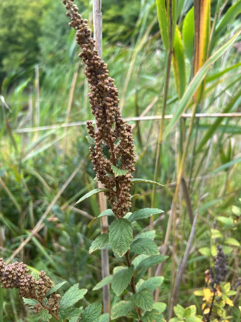 Spiraea Tomentosa