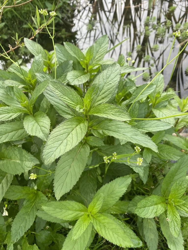Mentha X Piperita