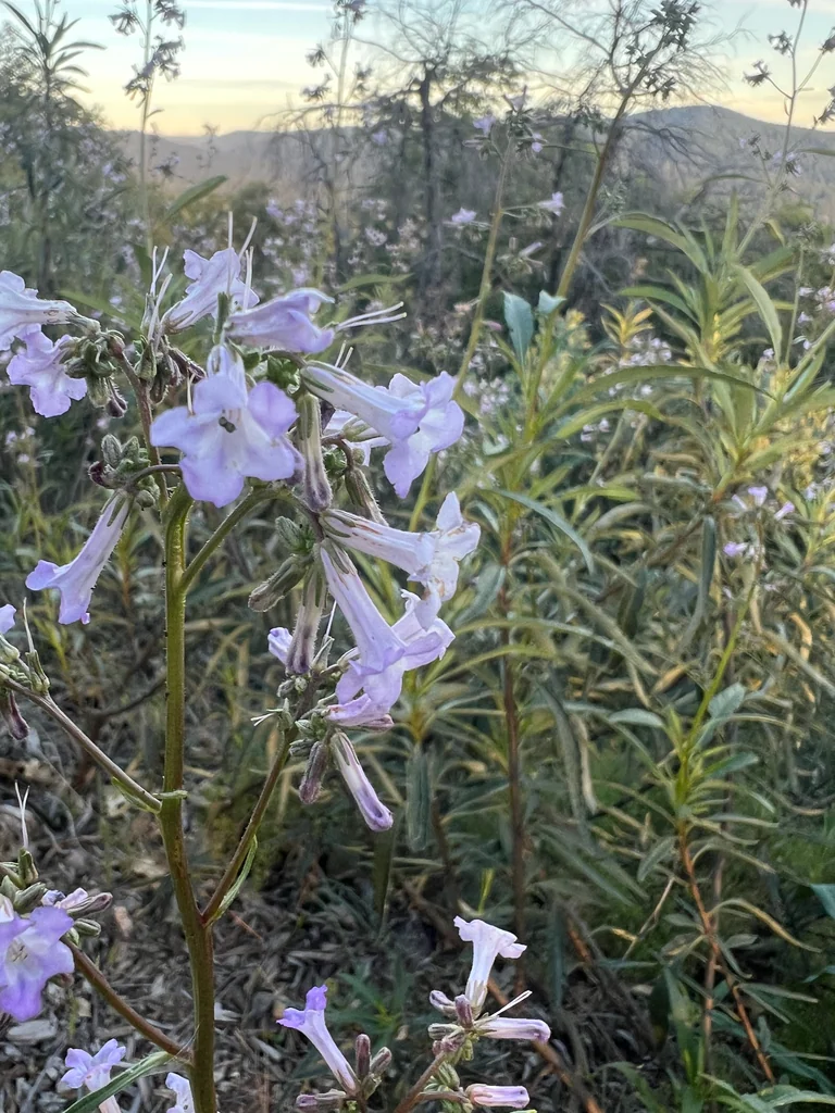 Eriodictyon Californicum
