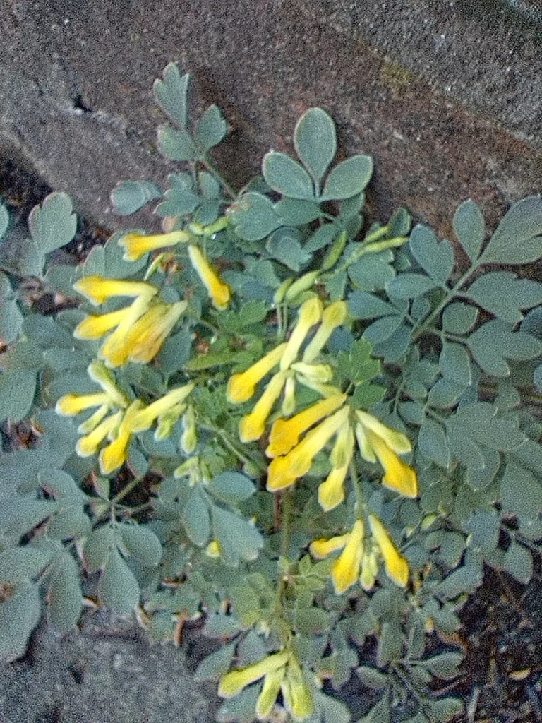 Corydalis Lutea