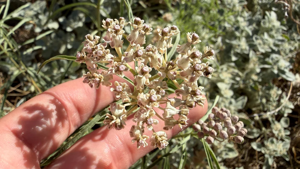Asclepias Fascicularis