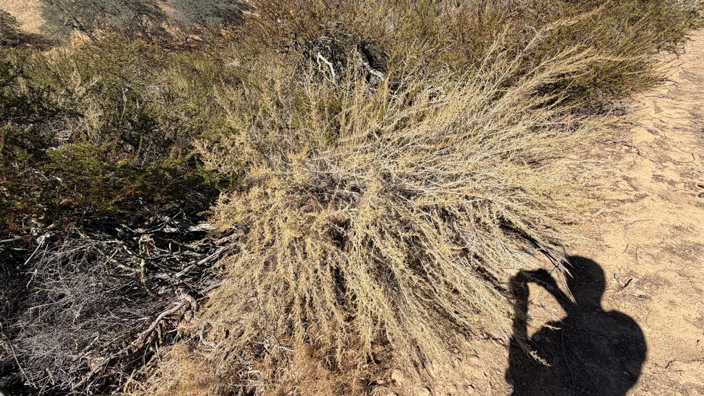Artemisia Californica