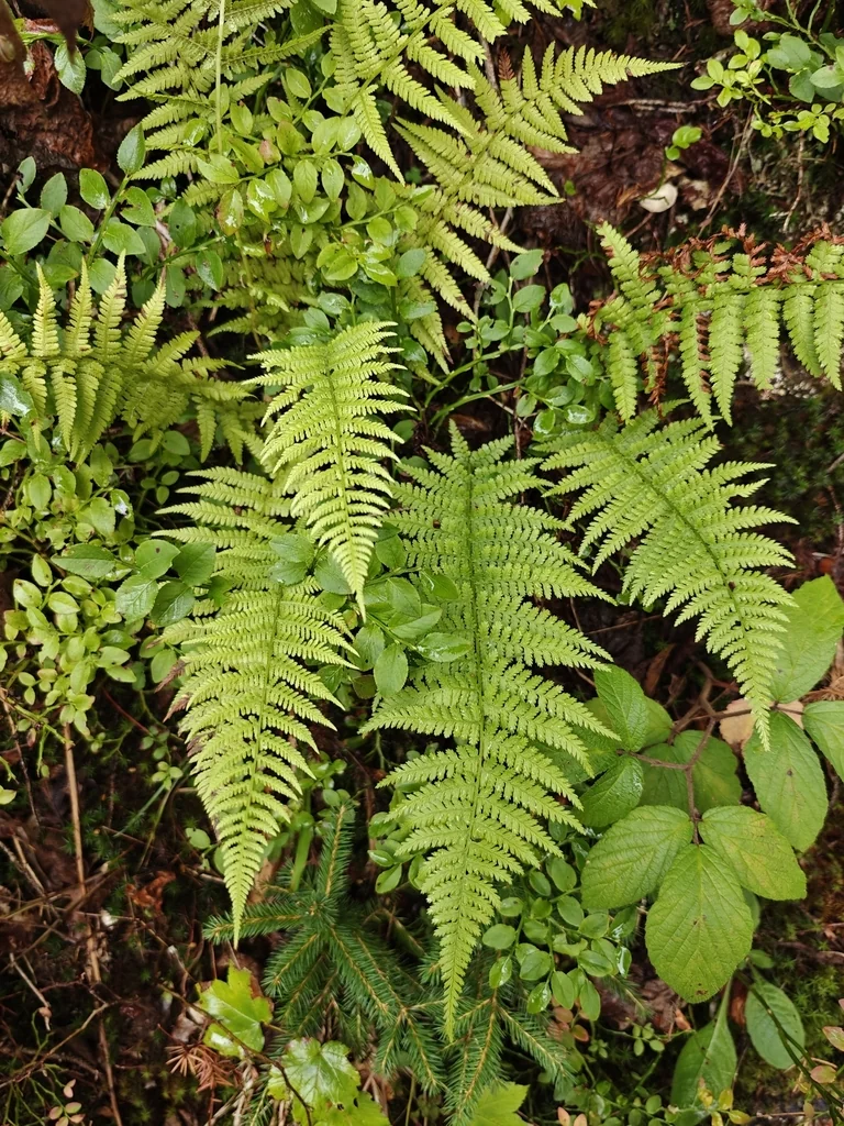 Athyrium filix-femina