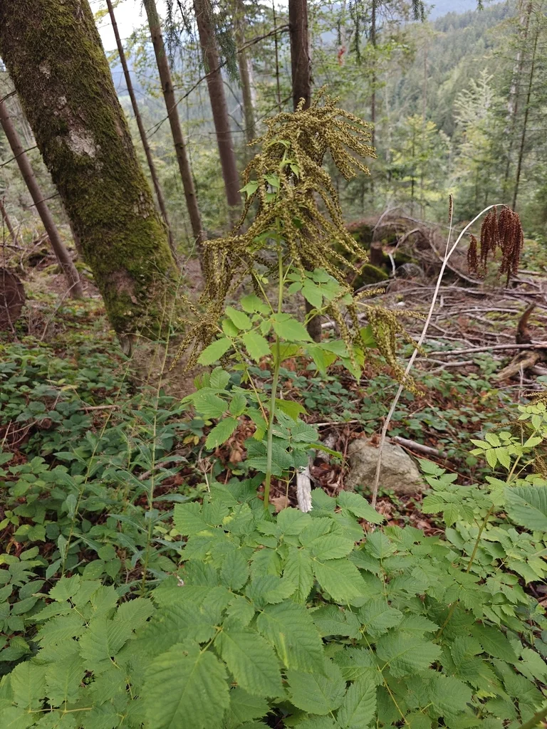 Aruncus Dioicus