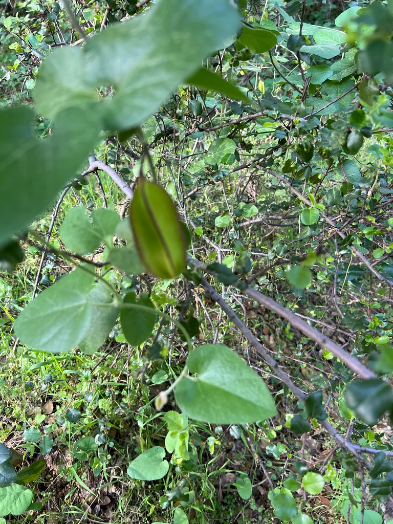 Aristolochia Californica
