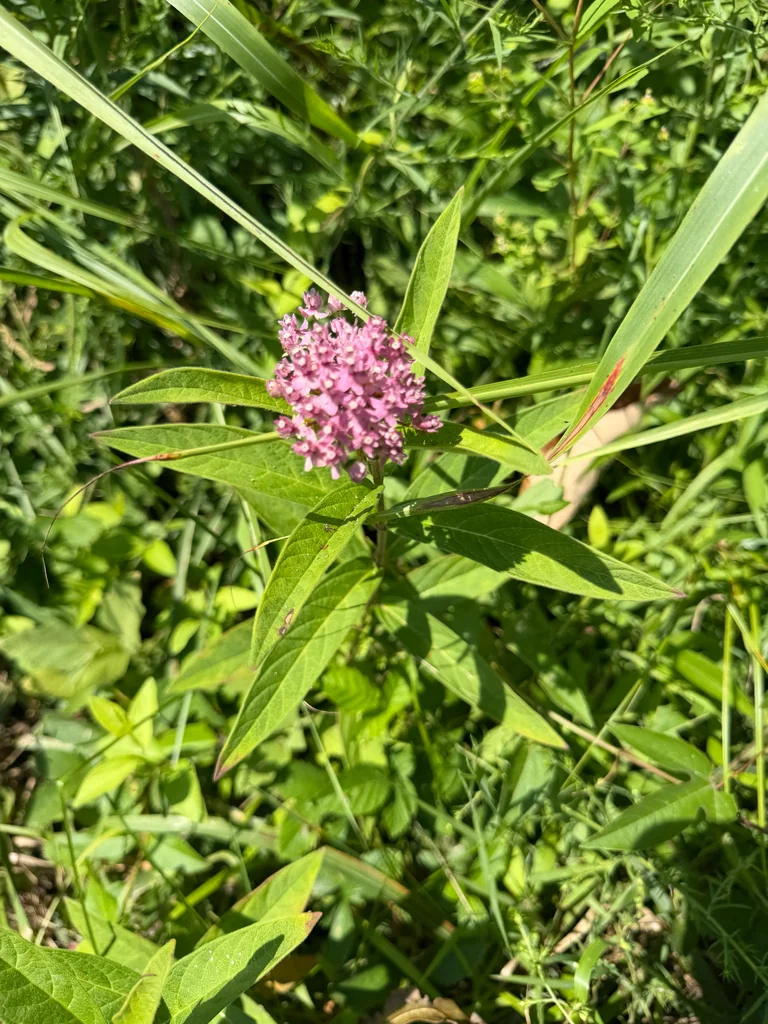 Asclepias Incarnata
