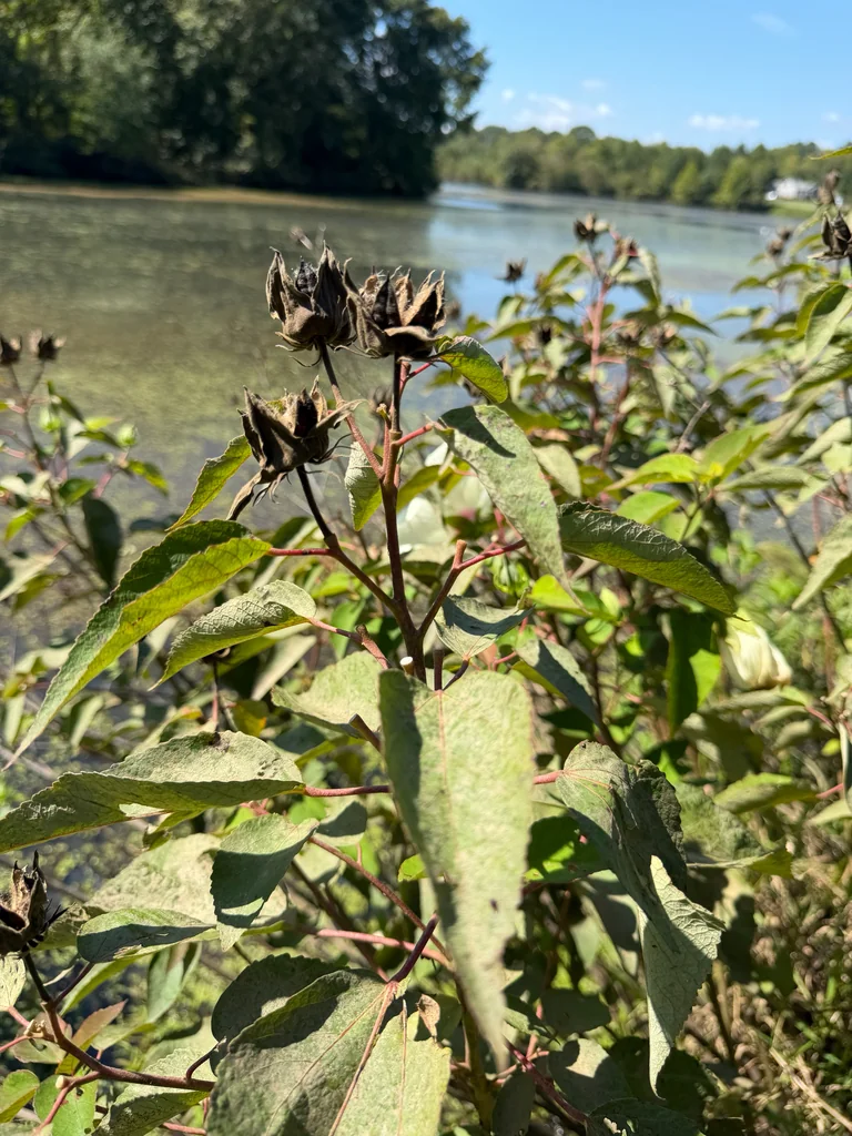 Hibiscus Moscheutos