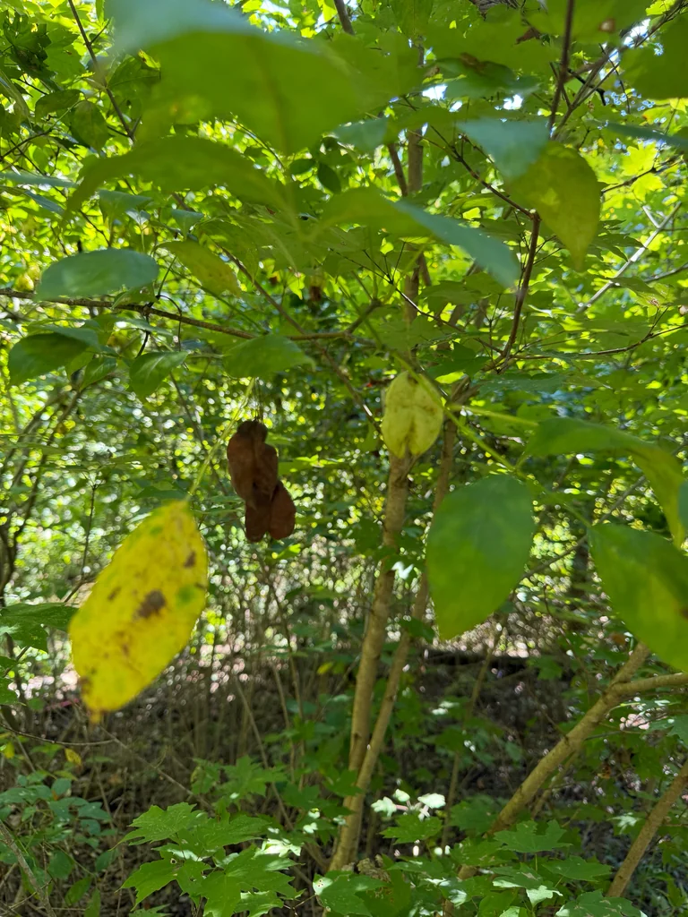 Staphylea Trifolia