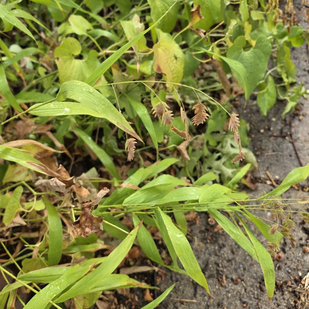Chasmanthium Latifolium