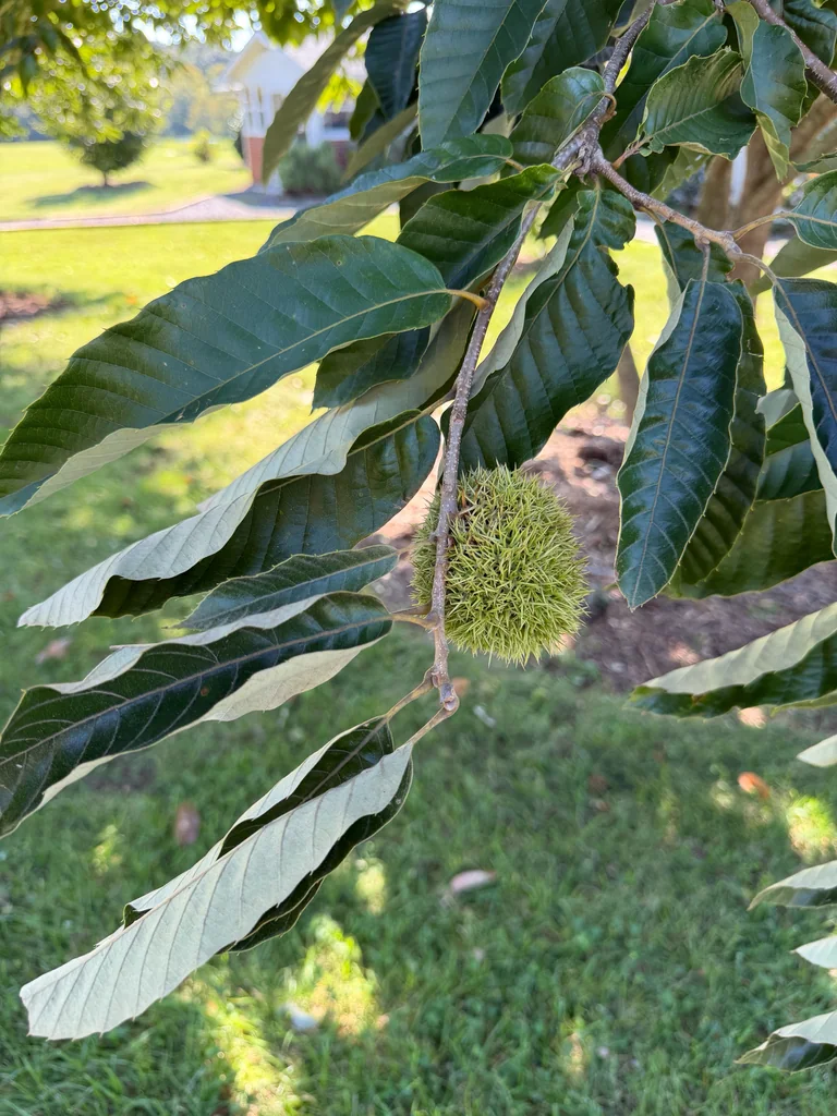 Castanea Mollissima