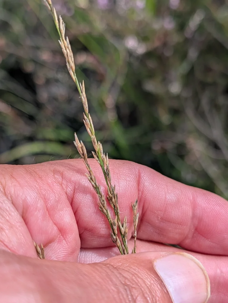 Molinia Caerulea