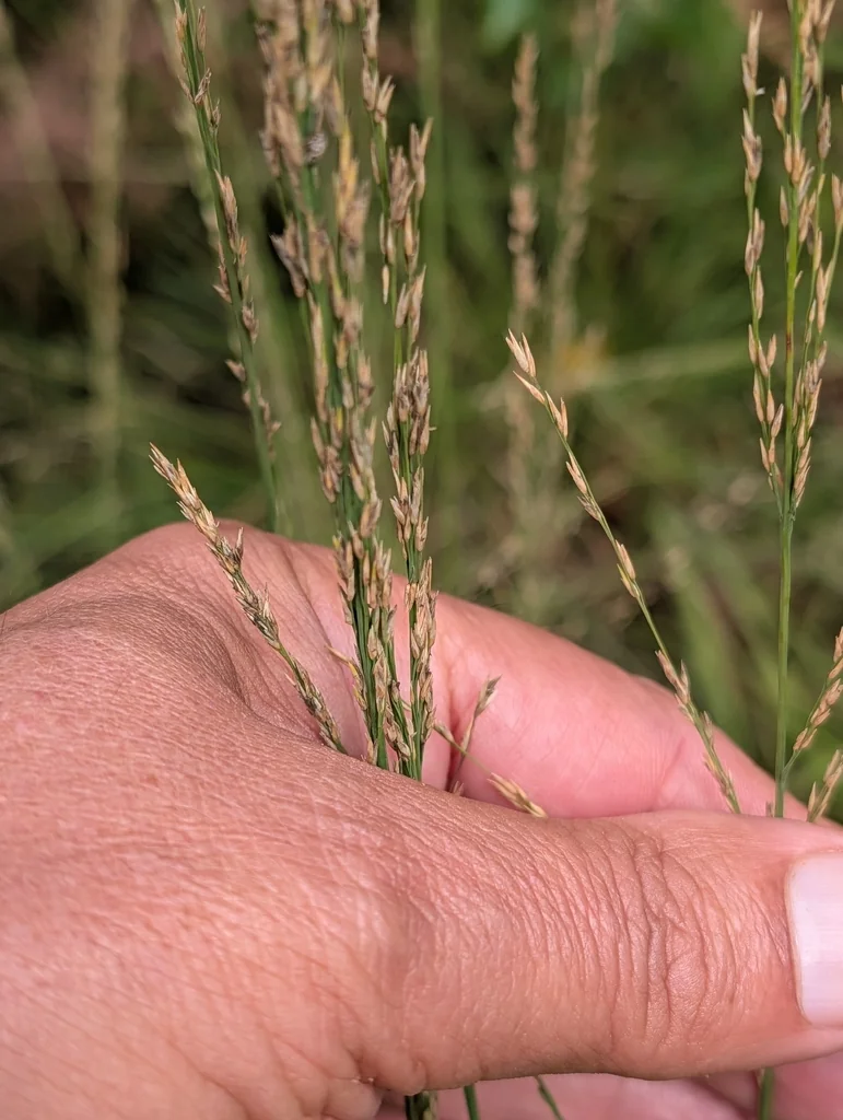 Molinia Caerulea
