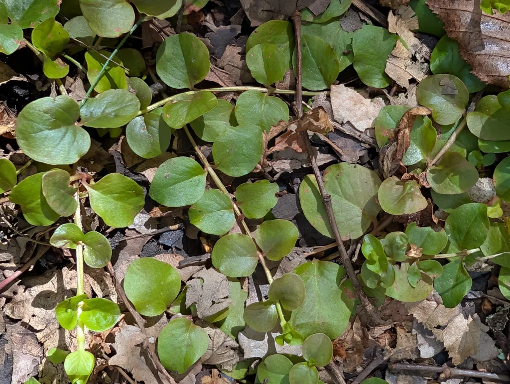 Lysimachia Nummularia