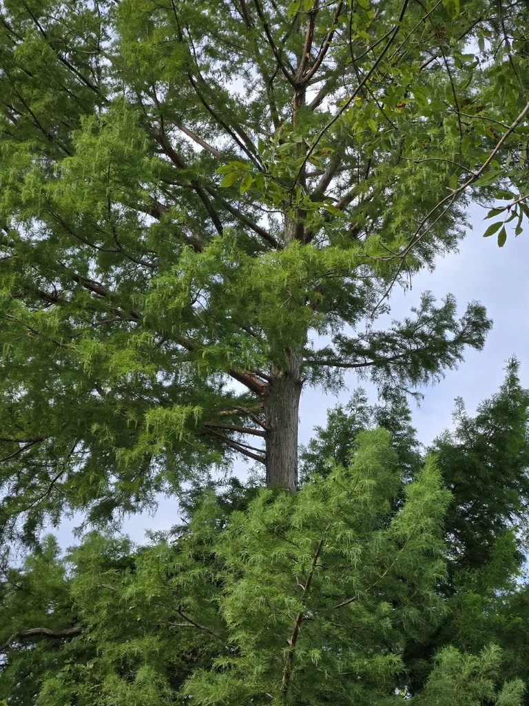 Taxodium Distichum