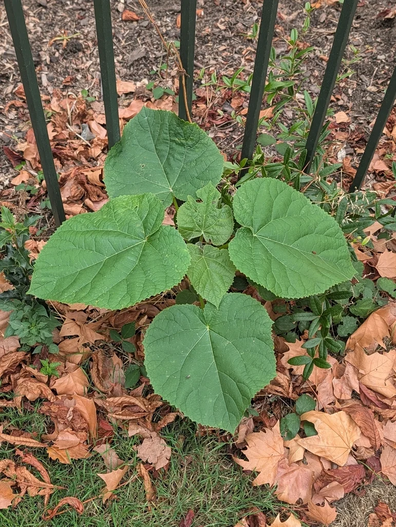 Paulownia Tomentosa