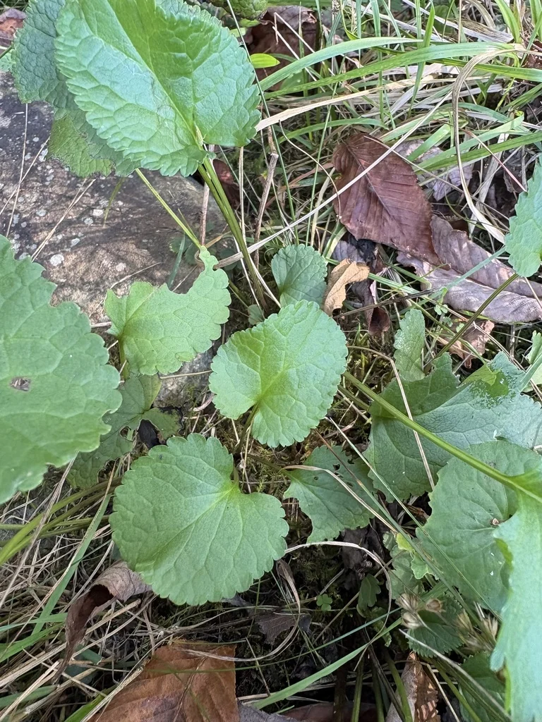 Senecio Aureus