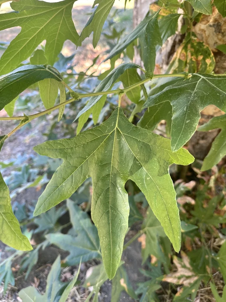 Platanus Racemosa
