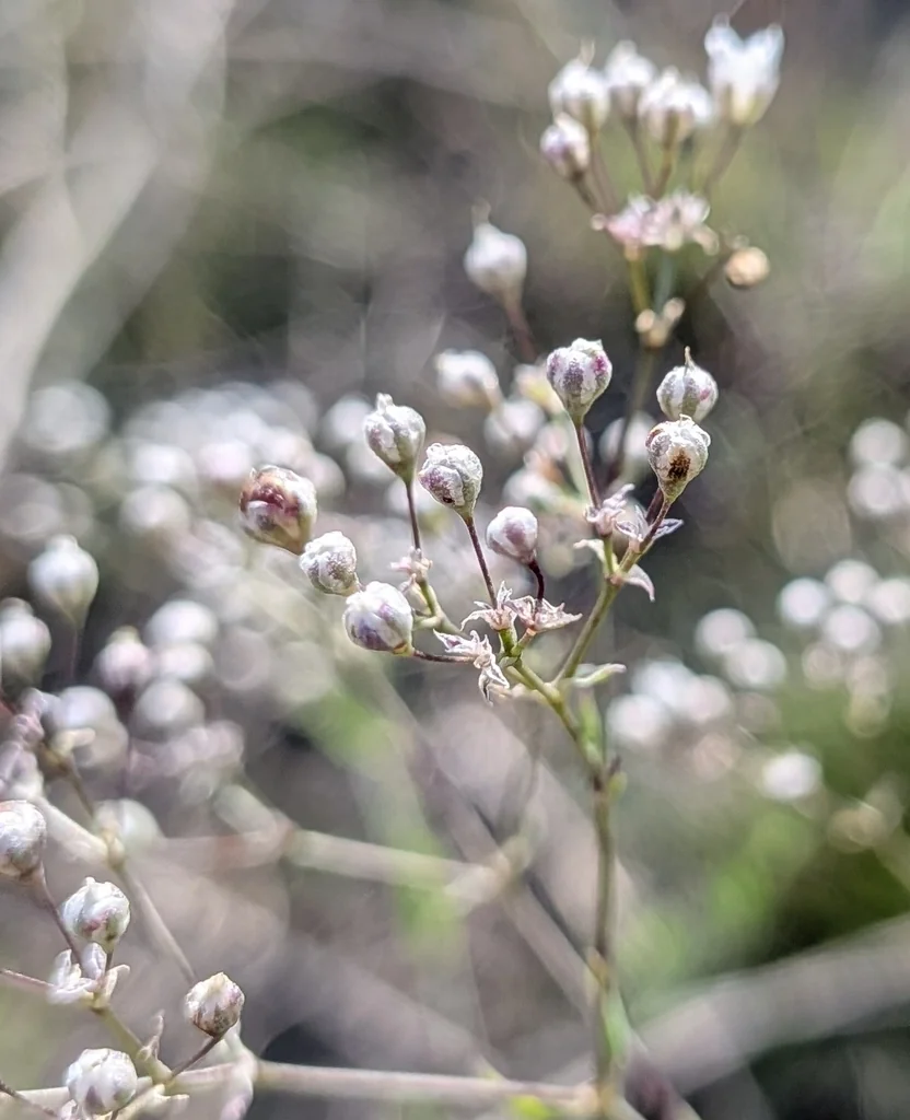 Gypsophila paniculata