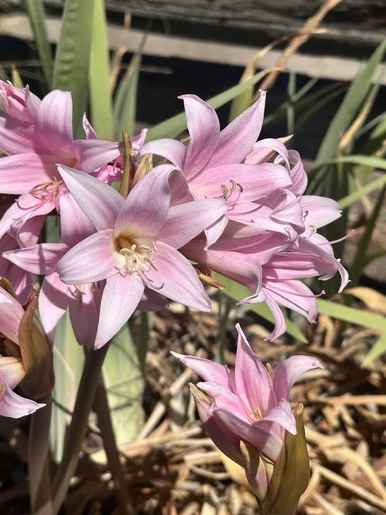 Amaryllis Belladonna