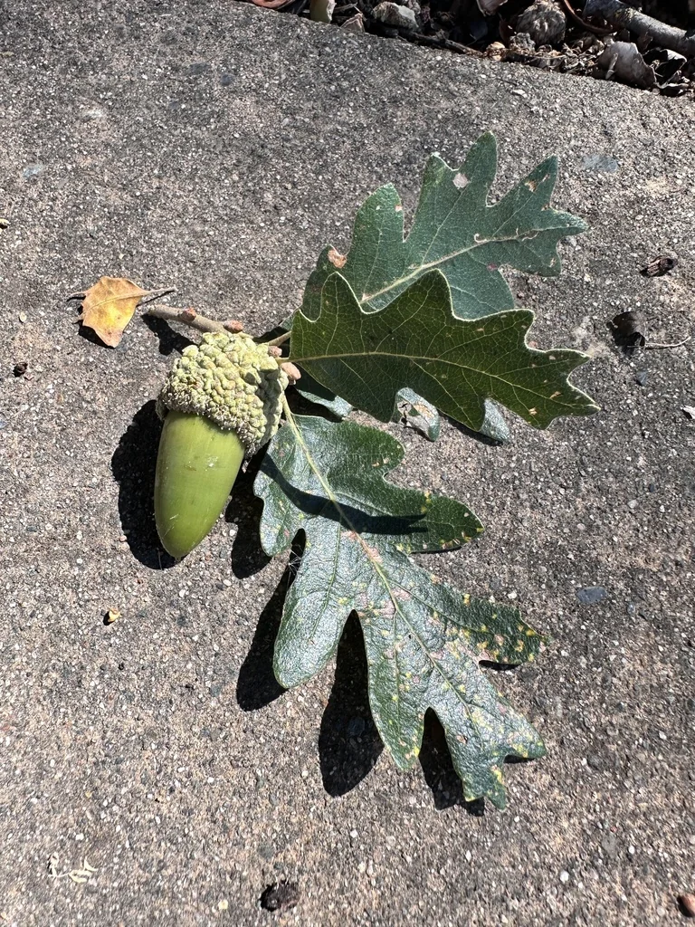 Quercus Lobata