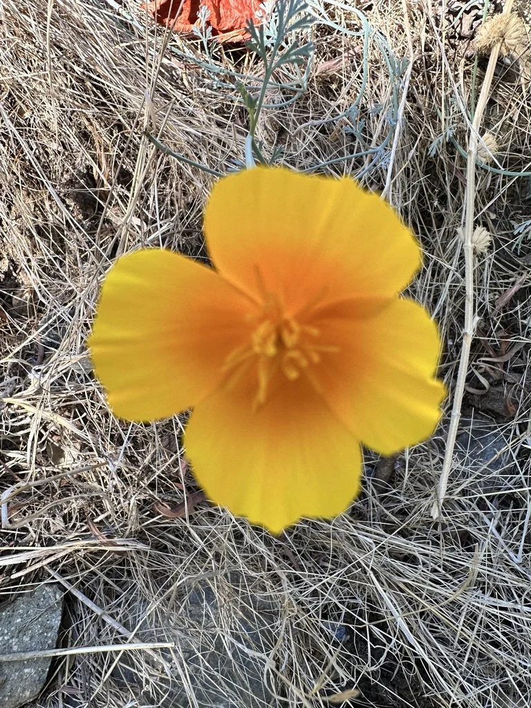 Eschscholzia Californica